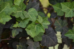 Hedera helix
