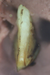 Catostomus commersonii