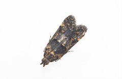 Ancylometis mulaella