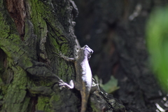 Sceloporus grammicus microlepidotus