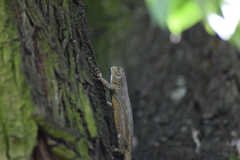 Sceloporus grammicus microlepidotus