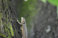 Sceloporus grammicus microlepidotus