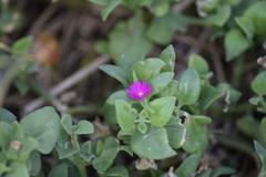 Mesembryanthemum cordifolium
