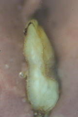 Dorosoma cepedianum