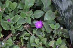 Mesembryanthemum cordifolium