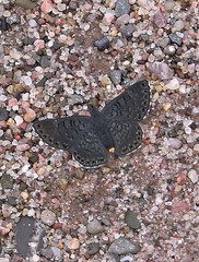 Exoplisia myrtis