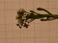 Calepina irregularis