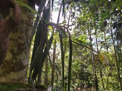 Image of Epidendrum parkinsonianum