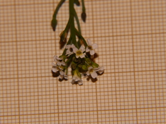 Calepina irregularis