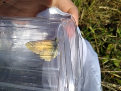 Colias vauthierii
