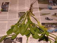 Calepina irregularis