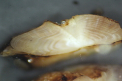 Perca flavescens
