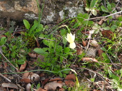 Narcissus triandrus pallidulus