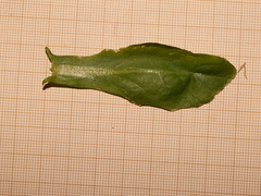 Calepina irregularis