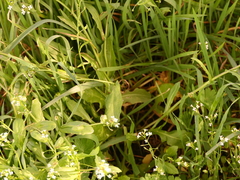 Calepina irregularis