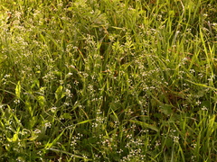 Calepina irregularis