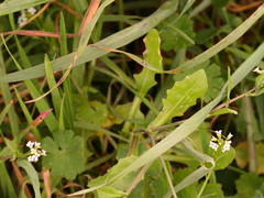 Calepina irregularis