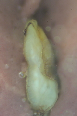 Dorosoma cepedianum