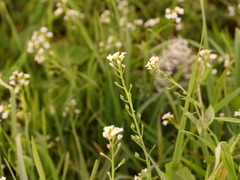 Calepina irregularis