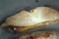 Perca flavescens
