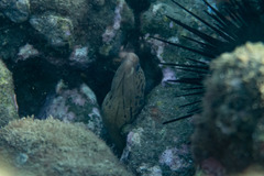 Gymnothorax cribroris