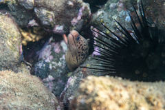 Gymnothorax cribroris