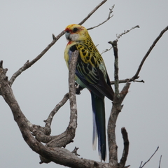 Platycercus eximius x adscitus