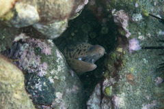 Gymnothorax cribroris