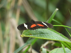 Heliconius clysonymus