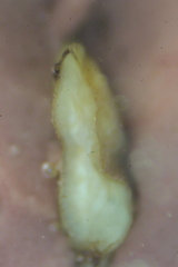 Dorosoma cepedianum