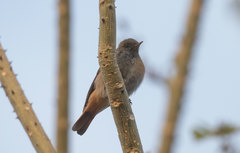 Phoenicurus ochruros