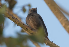 Phoenicurus ochruros