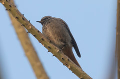 Phoenicurus ochruros