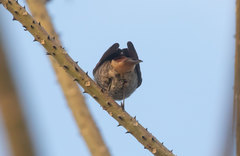 Phoenicurus ochruros