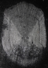 Catostomus commersonii