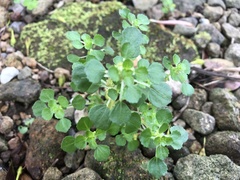 Pilea peploides major
