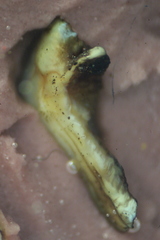 Catostomus commersonii