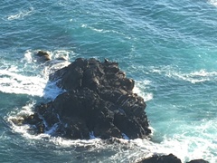 Arctocephalus pusillus