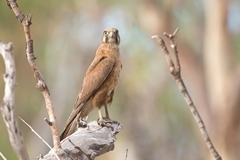 Brown Falcon photo 5