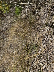 Juncus lesueurii