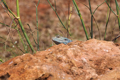 Acanthocercus gregorii