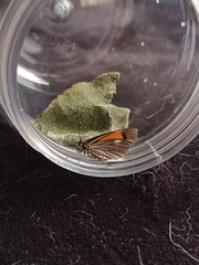 Sangalopsis microleuca