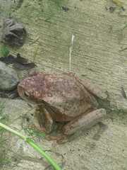 Gastrotheca nicefori
