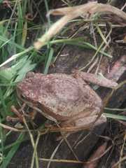 Gastrotheca nicefori