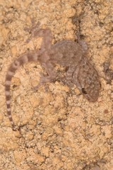 Tarentola mauritanica