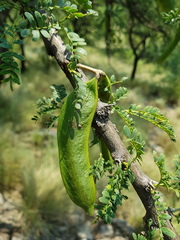 Vachellia robusta robusta