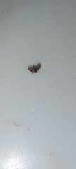 Clogmia albipunctata