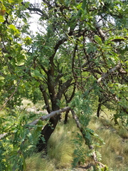 Vachellia robusta robusta