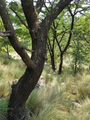 Vachellia robusta robusta