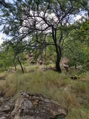 Vachellia robusta robusta